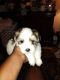 Maltese Puppies for sale in Bartlesville, OK, USA. price: $500