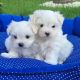 Maltese Puppies for sale in ON-401, Ontario, Canada. price: $400