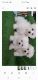 Maltese Puppies for sale in Las Vegas, NV, USA. price: $2,000