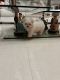 Maltese Puppies for sale in Clewiston, FL 33440, USA. price: $2,500