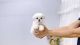 Maltese Puppies for sale in Queens, NY 11106, USA. price: $7,500