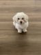Maltese Puppies for sale in Las Vegas, NV, USA. price: $4,000