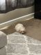 Maltese Puppies for sale in New Albany, OH, USA. price: $250