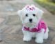 Maltese Puppies for sale in Citrus Heights, CA 95610, USA. price: $600
