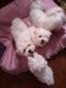 Maltese Puppies for sale in 79763 Cassia St, La Quinta, CA 92253, USA. price: $500