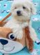 Maltese Puppies for sale in Epps, LA 71237, USA. price: $1,800