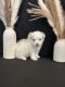 Maltese Puppies for sale in MAGNOLIA SQUARE, FL 34771, USA. price: $1,200