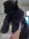 Maltese Puppies for sale in Compass Lake, FL 32420, USA. price: $800