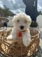 Maltese Puppies for sale in New York, NY 10013, USA. price: $450