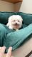 Maltese Puppies for sale in Fremont, CA, USA. price: $1,800