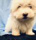 Maltese Puppies for sale in Carrollton, GA 30117, USA. price: $1,000