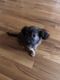 Maltese Puppies for sale in Bronx, NY, USA. price: $1,000