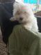 Maltese Puppies for sale in Tollesboro, KY 41189, USA. price: $800