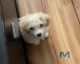 Maltese Puppies for sale in Brooklyn, NY, USA. price: $1,200