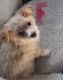Maltese Puppies for sale in Brooklyn, NY, USA. price: $1,200