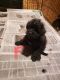 Maltese Puppies for sale in Elkhart, IN, USA. price: $450