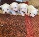 Maltese Puppies for sale in Hattiesburg, MS, USA. price: NA