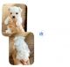 Maltese Puppies for sale in New Orleans, LA, USA. price: NA