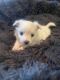 Maltese Puppies for sale in Birmingham, AL, USA. price: $1,800