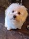 Maltese Puppies for sale in Bridgwater Cl, Walsall Wood, Walsall WS9 9PL, UK. price: 500 GBP