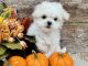Maltese Puppies for sale in Jonestown, TX, USA. price: $1,800