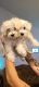 Maltese Puppies for sale in Las Vegas, NV 89142, USA. price: $1,800