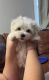 Maltese Puppies for sale in Hollis, ME, USA. price: $2,500