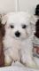 Maltese Puppies for sale in Sylva, NC 28779, USA. price: $2,000