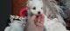 Maltese Puppies for sale in Calhoun, GA, USA. price: $1,800