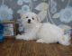 Maltese Puppies for sale in Clyde, NY 14433, USA. price: $300