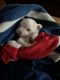 Maltese Puppies for sale in La Plata, MD 20646, USA. price: $2,300