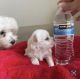 Maltese Puppies for sale in Coral Springs, FL 33065, USA. price: $2,600