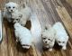 Maltese Puppies for sale in Lawrence, MI 49064, USA. price: $400