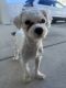 Maltese Puppies for sale in Deerfield Beach, FL, USA. price: $1,000