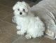 Maltese Puppies for sale in Spartanburg, SC, USA. price: $1,500