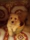 Maltese Puppies for sale in Houston, TX, USA. price: $700