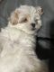 Maltese Puppies for sale in Chicago, IL 60629, USA. price: $1,000