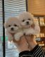 Maltese Puppies for sale in San Francisco, CA, USA. price: $1,099