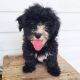 Maltese Puppies for sale in San Francisco, CA, USA. price: $1,200