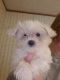 Maltese Puppies for sale in Cabot, AR, USA. price: $700