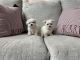Maltese Puppies for sale in Cabot, AR, USA. price: $650