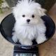 Maltese Puppies for sale in Florida, MA, USA. price: NA