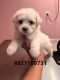 Maltese Puppies for sale in Houston, TX, USA. price: $500