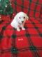 Maltese Puppies for sale in Canton, OH, USA. price: $950