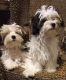 Maltese Puppies for sale in Charlotte, NC, USA. price: $75,000