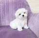 Maltese Puppies for sale in Chicago, IL, USA. price: $650