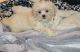 Maltese Puppies for sale in KS-47, Kansas, USA. price: NA