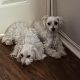 Maltese Puppies for sale in San Antonio, TX 78232, USA. price: $2,200