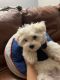 Maltese Puppies for sale in Hollis, ME, USA. price: $2,300