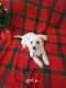 Maltese Puppies for sale in Canton, OH, USA. price: $300